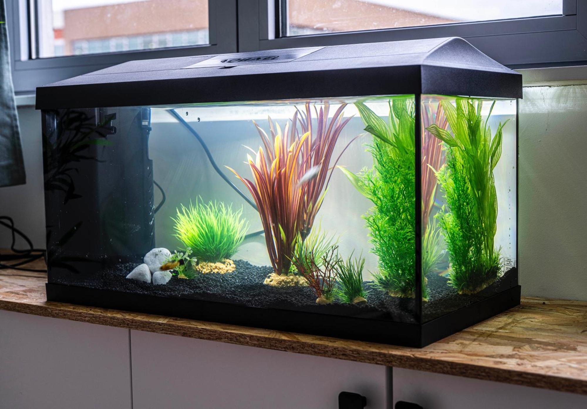 Ferienwohnung Studio Chaleureux Avec Aquarium Marcq-en-Baroeul Exterior foto